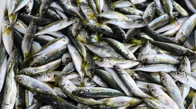 Balıkçı tezgahlarında istavrit ilgi görüyor