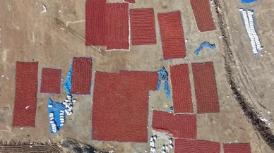 Kilis'te pul biber mesaisi!