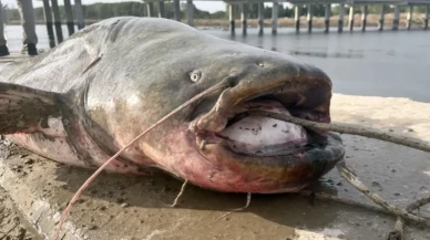 Tekirdağ’da amatör balıkçı dev yayın balığı yakaladı