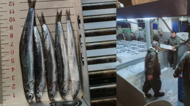 Denizden bereket fışkırdı! Karadeniz’de hamsi bolluğu