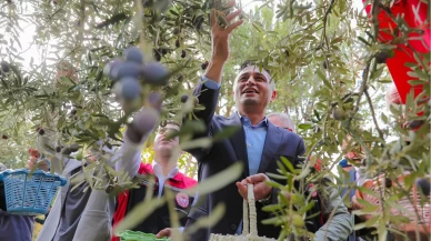 Zeytinin yolculuğu Aliağa’da şenlikle kutlandı