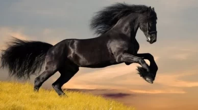 Güç, özgürlük ve ruhsal uyanışın sembolü!