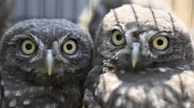 DMKP, 13 yılda yaklaşık 73 bin hayvanı tedavi ederek doğaya saldı