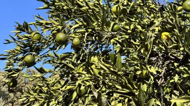 Bodrum mandalinasında rekolte beklentisi yüksek