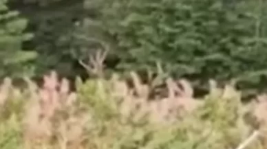 Kastamonu'da ormanlık alandaki kızıl geyik kamerada