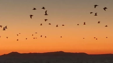 Van Gölü’nde kartpostallık manzara: Kuşlar gün batımıyla göç yolculuğuna başladı