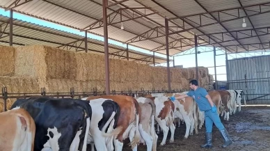 Aydın’da şap alarmı: Köşk ilçesinde 12 mahalle karantinaya alındı