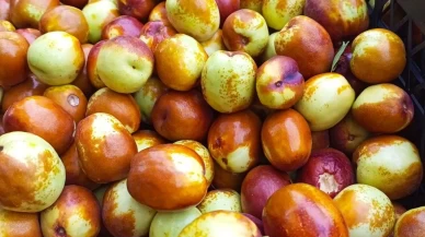 Ankara Güdül’de yetişen hünnap meyvesi tüm Türkiye’ye gönderiliyor