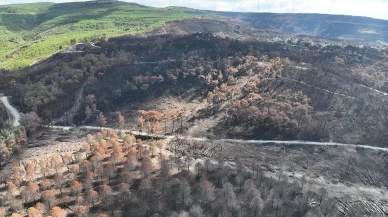 Çanakkale ormanları yeniden yeşillenecek