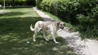 Asla yedirmeyin! Köpekler için en tehlikeli meyve
