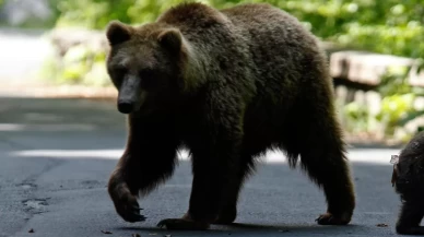 Japonya, ayıları avlamak için avcı kiralayacak