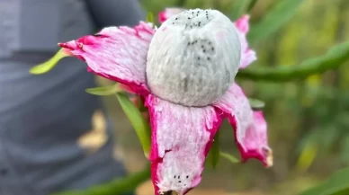 Kilosu 180 TL'den satılıyor!