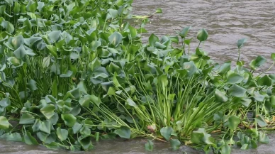 Asi Nehri’nde su sümbülleri yeniden görüldü: Güzelliğin altında tehdit saklı