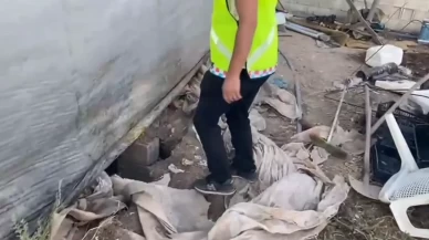 Mardin’de 1500 yıllık taban mozaiği ele geçirildi