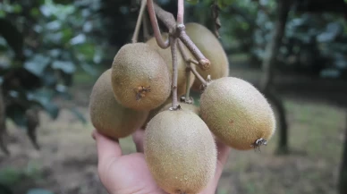 Tescilli Ordu kivisinde rekolte yarıya düştü