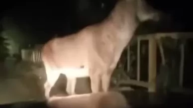 Karabük ormanlarında erkek geyik ve karaca görüntülendi