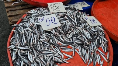 Tekirdağ'da hamsinin kilosu 50 liraya kadar düştü