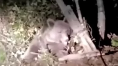 Düzce'de dikenli tellere dolanan ayı ekiplerce kurtarıldı