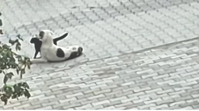 Kedi-köpek dostluğu kameralara yansıdı