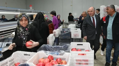 Denizli'de ihracatlık nar hasadı başladı