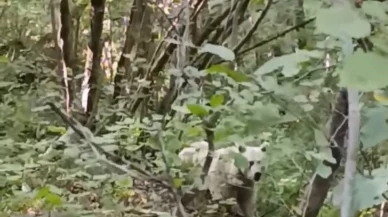 Rize Çamlıhemşin’de beyaz ayı görüntülendi