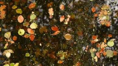 Berlin Tiergarten’da sonbahar masalı