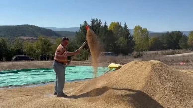 Sinop, çeltik üretiminde Türkiye’de 6’ncı sırada