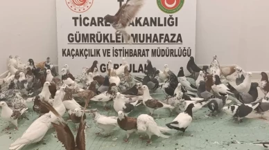 Gürbulak Gümrük Kapısı'nda "cancan" cinsi 85 güvercine el konuldu