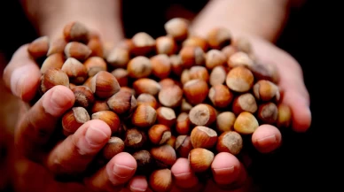 Düzce'de 15 bin 288 ton ihraç edildi