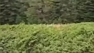 Kastamonu'da ormanlık alandaki kızıl geyik kamerada