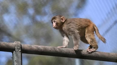 ABD'de 'hastalıklı maymun' paniği