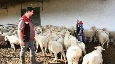 Aliağa’da üreticiye destek sürüyor: Hibeli koyun ve koçlar teslim ediliyor