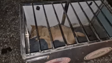 Bartın’da otomobilin çarptığı yaralı tilkiyi yol kenarında beklediler