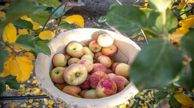 Karaman’da elma hasadı: Sezonun son elmaları özenle toplanıyor