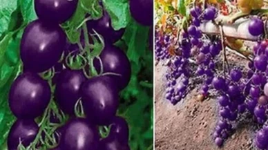 Kansere karşı kalkan oluyor!