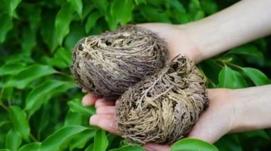 Kadın sağlığı ve doğurganlık üzerindeki etkileri