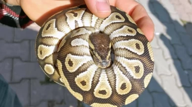 Asayiş uygulamasında cebinden yavru piton yılanı çıktı