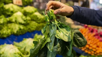 Bir demet ıspanak, bin farklı tarif