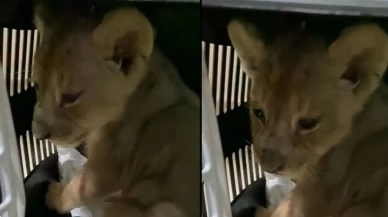 İstanbul’da kaçak getirilen yavru Afrika aslanına el konuldu