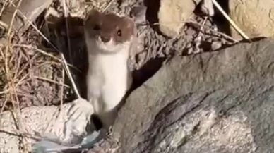 Beyaz gelincik şehir merkezinde görüntülendi