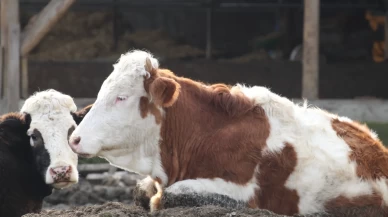 Bolu’da 18 köy ve 4 mahallede şap karantinası