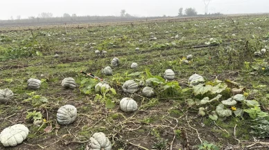 Coğrafi işaretli kestane kabağı hasadı başladı
