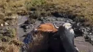 Bataklığa düşen inek başarıyla kurtarıldı!