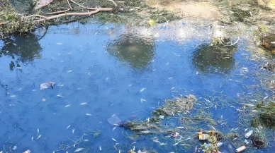 Suyun azalması ve kirlilik balıkları öldürdü