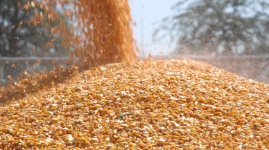 Malavi mısır ihracatını yasakladı