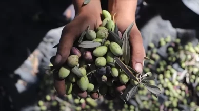 Batı Şeria’da zeytin hasadı kanlı geçiyor