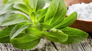 1 su bardağı şeker yerine sadece 1 kaşık stevia