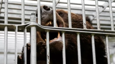 Japonya'da ayı tehlikesi