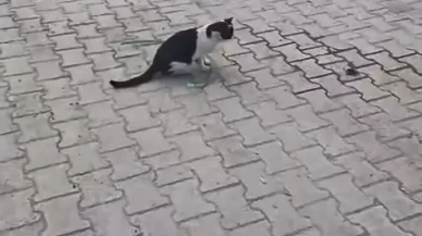 Elazığ’da yakaladığı fareyle oynayan kedi kamerada