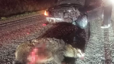 Bolu’da domuza çarpan otomobil hurdaya döndü: 1 yaralı